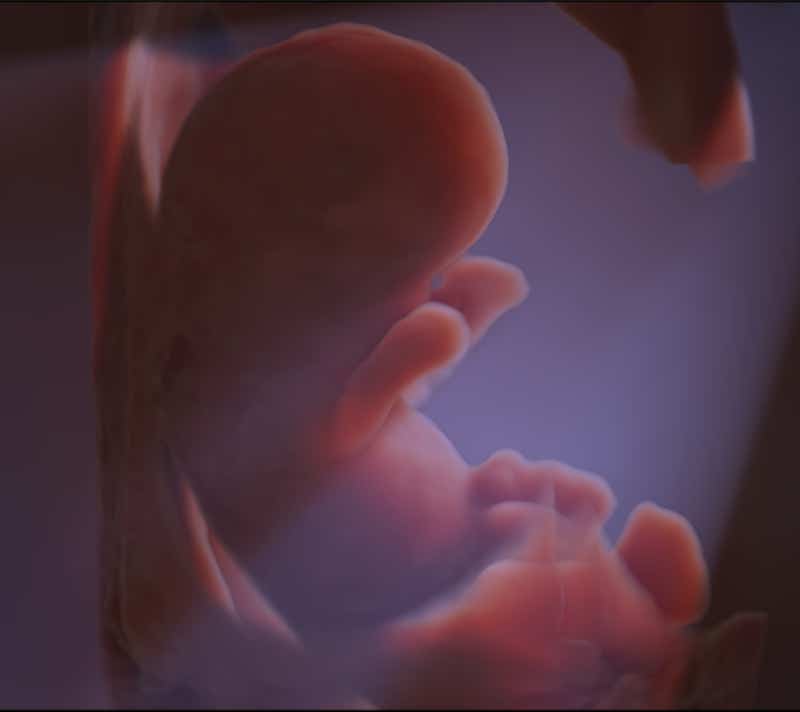 Embryo 11. SSW