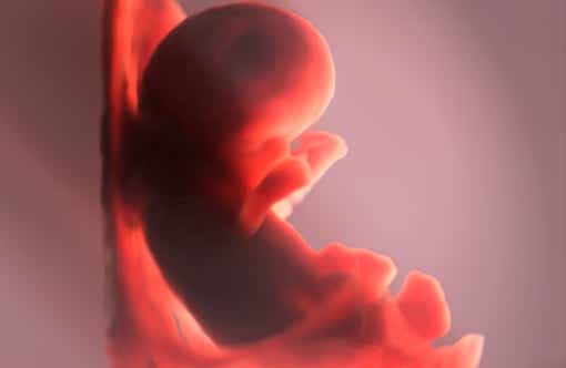 Embryo 10. SSW