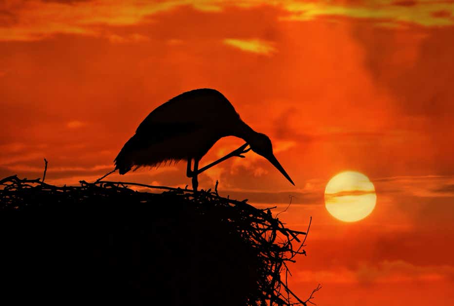 Storch in der Abenddämmerung