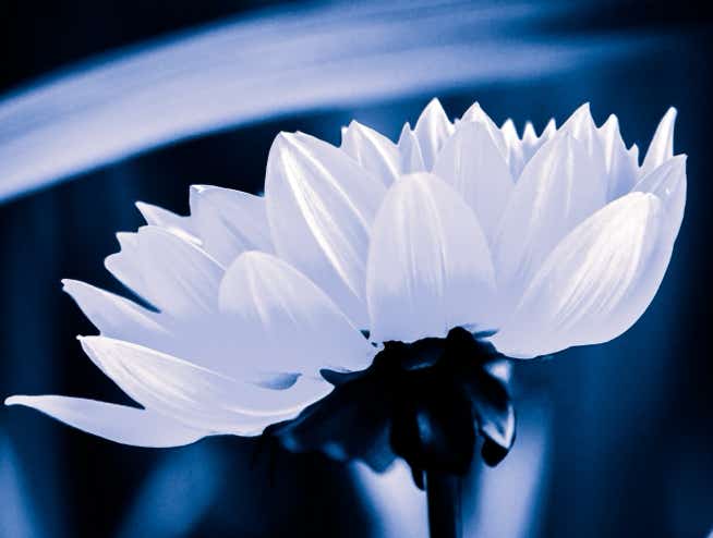 Weiße Blüte vor blauem Hintergrund
