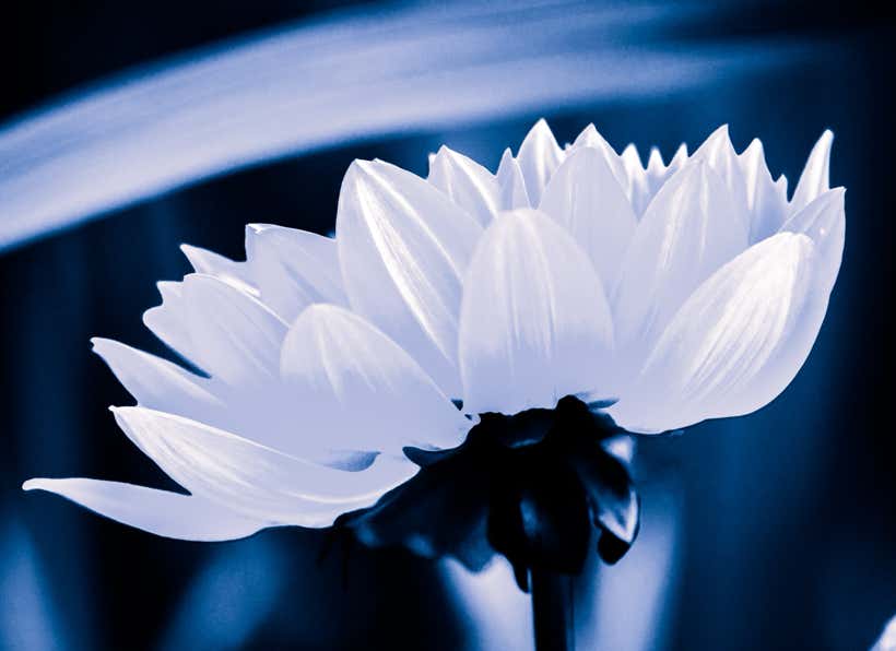 Weiße Blüte vor blauem Hintergrund