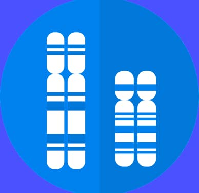 Chromosomen schematisch